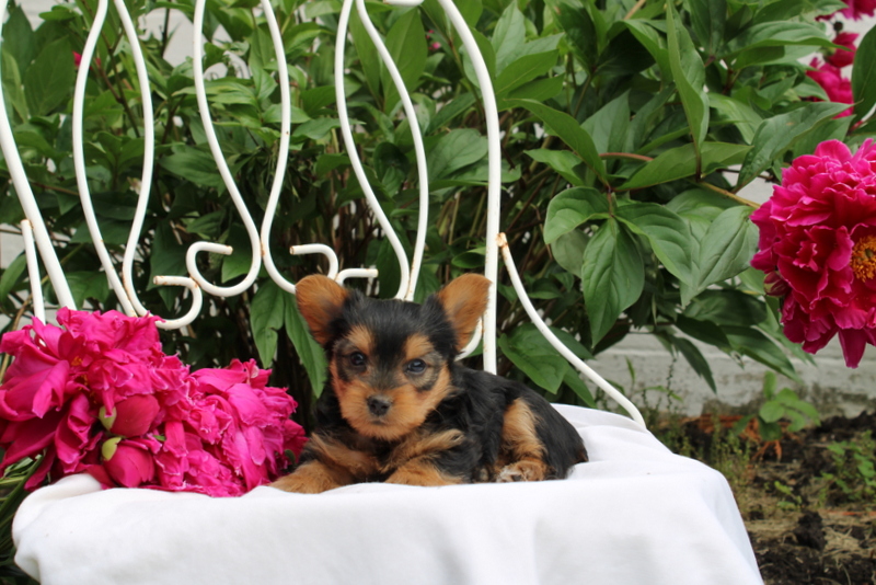 puppy, for, sale, Yorkshire Terrier, Matthew B. Stoltzfus, dog, breeder, Gap, PA, dog-breeder, puppy-for-sale, forsale, nearby, find, puppyfind, locator, puppylocator, aca